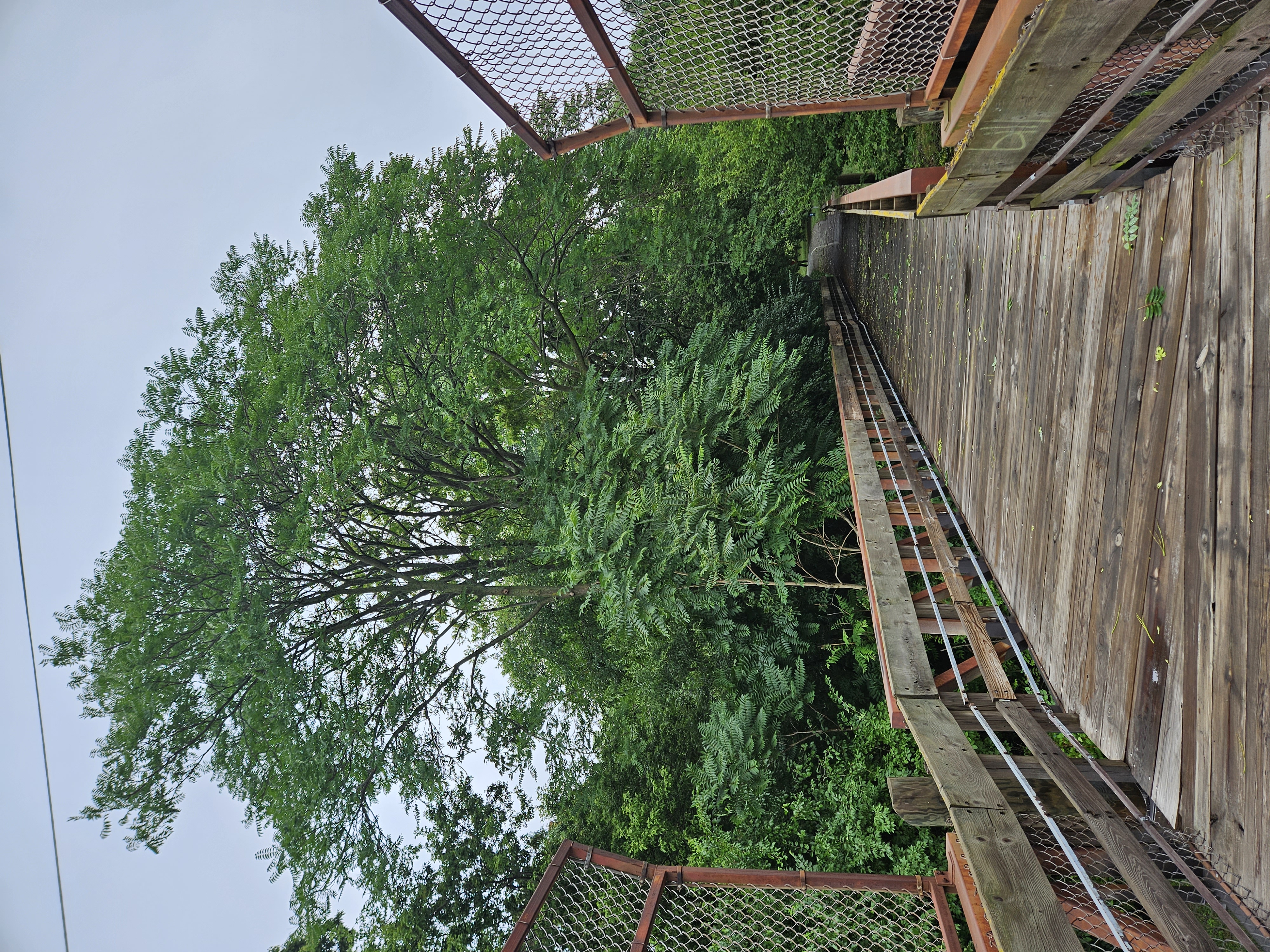 Urban boardwalk with a large tree of heaven.